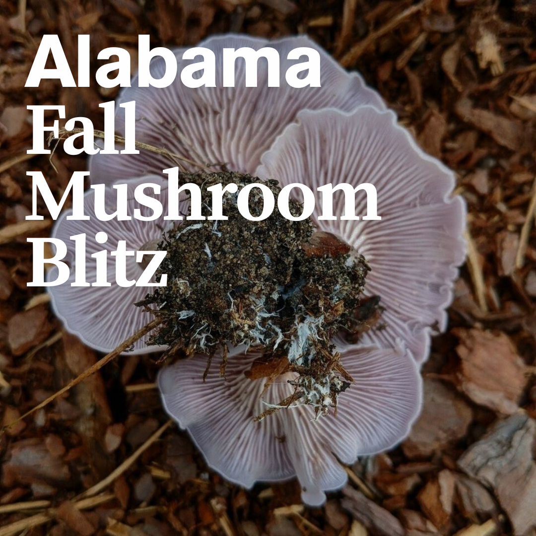 Alabama Fall Mushroom Blitz