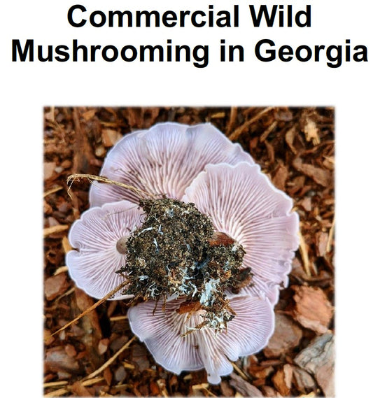 Georgia Wild Mushroom Certification by MushroomTek
